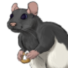 Rat: Hooded Gray